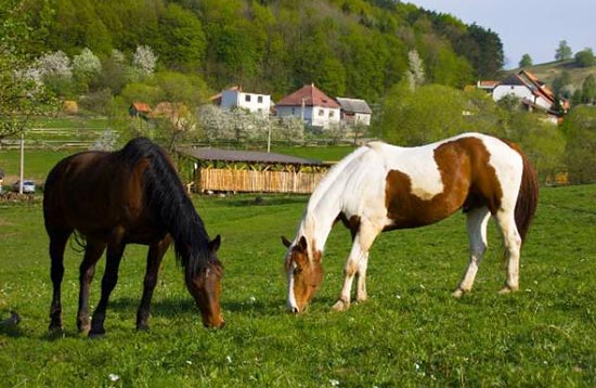 Horse Riding Tour Kralova Farm